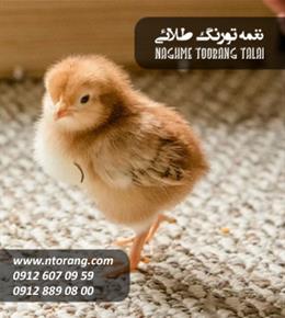 فروش جوجه گوشتی مهدوی